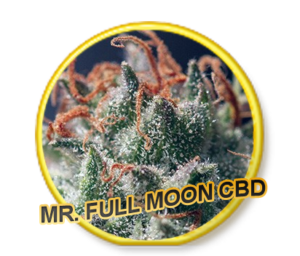 Full Moon CBD