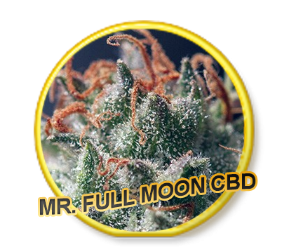 Full Moon CBD