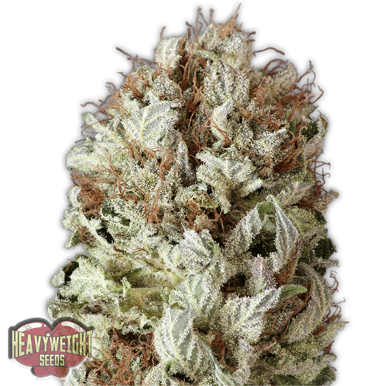 Fully Loaded Auto