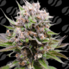 Fumepop Auto