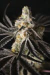 Funky Fuego