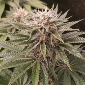 Funky Monkey Sour