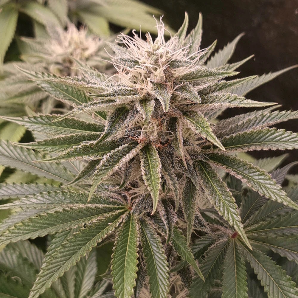 Funky Monkey Sour