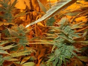 G13 Haze Reg. (Mr. Nice seeds)