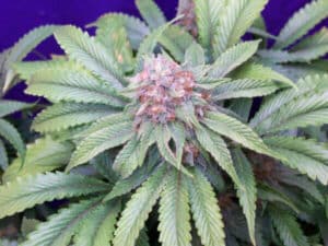 G13 Widow Reg.