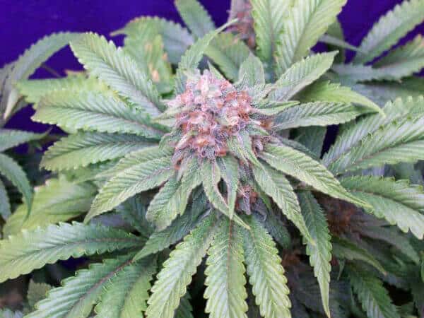 G13 Widow Reg.