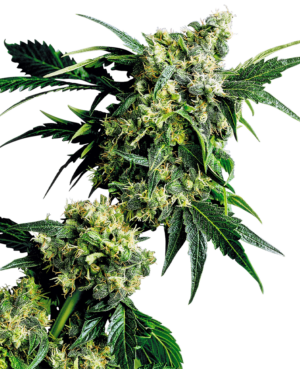 G13 x Hash Plant Reg.