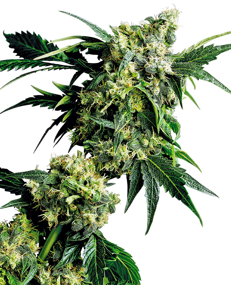 G13 x Hash Plant Reg.