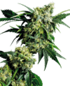 G13 x Hash Plant Reg.