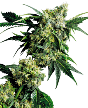 G13 x Hash Plant Reg.