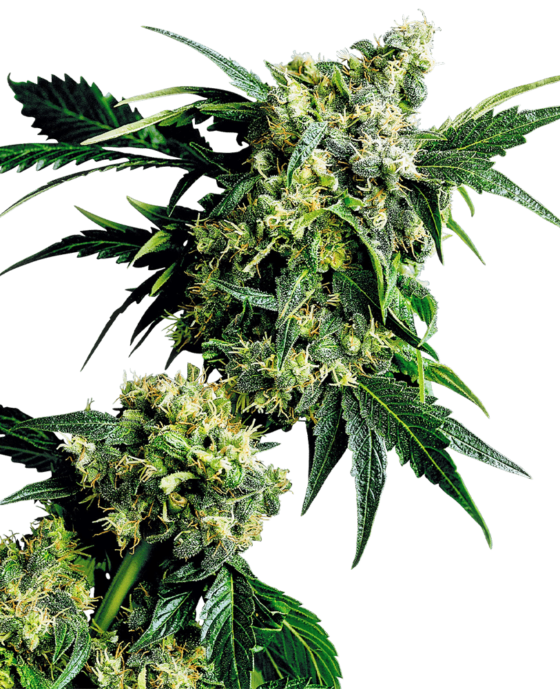 G13 x Hash Plant Reg.