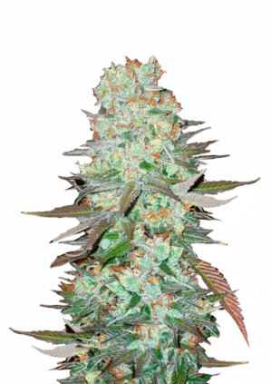 G14