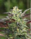 Garlic Budder