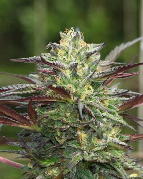 Garlic Budder