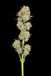 Garlic Jam Auto