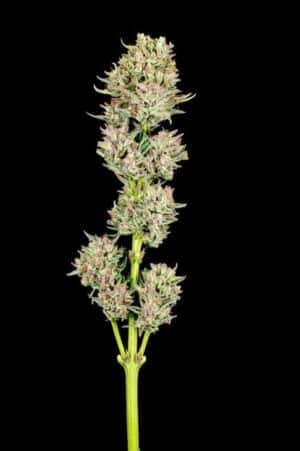 Garlic Jam Auto