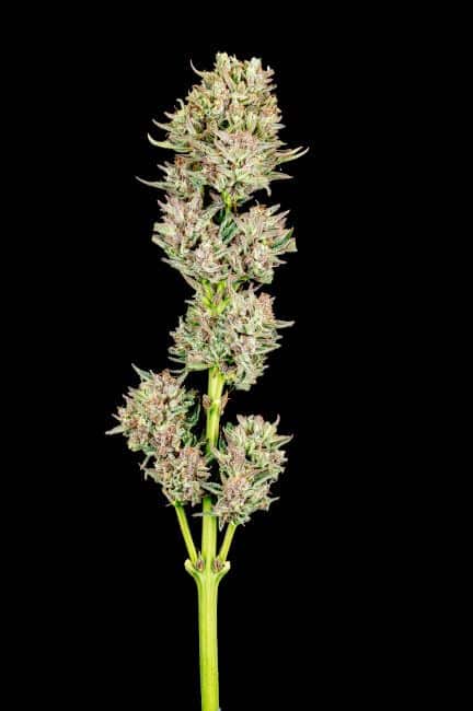 Garlic Jam Auto