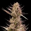 Garlic Muffin F1 Auto