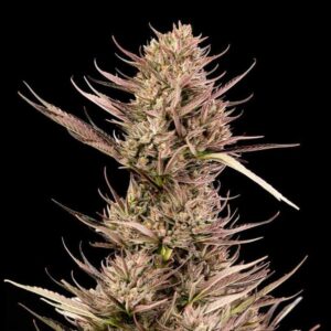 Garlic Muffin F1 Auto