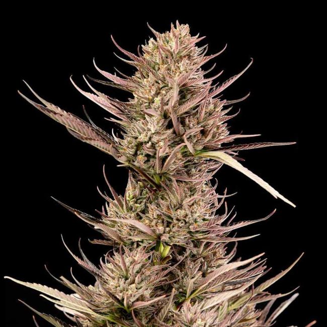 Garlic Muffin F1 Auto