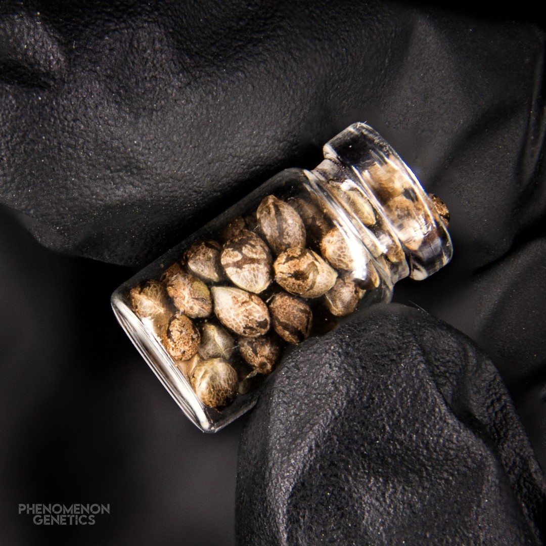 GAS 4 BEANZ Reg.