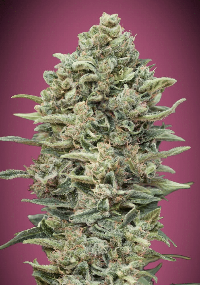 Gelato #33 Fast Version