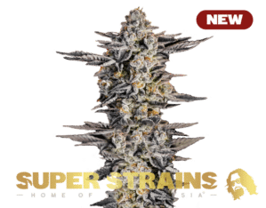 Gelato #33 (Super Strains)