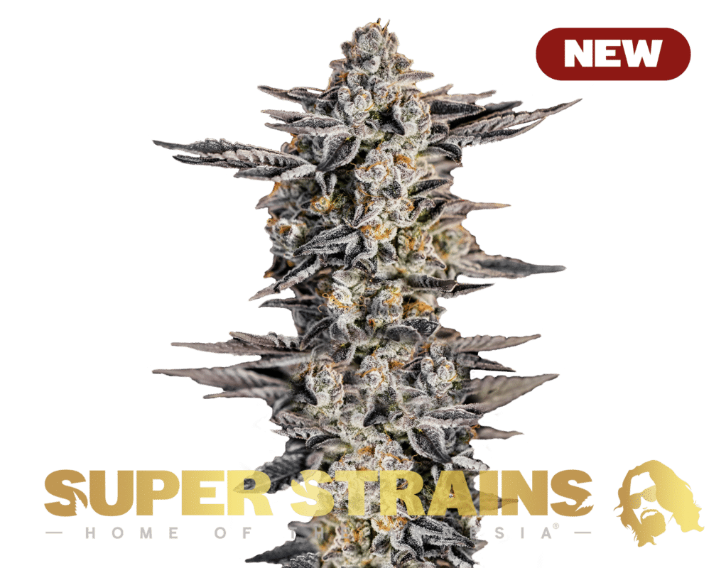 Gelato #33 (Super Strains)