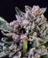 Gelato 41 (Atlas)
