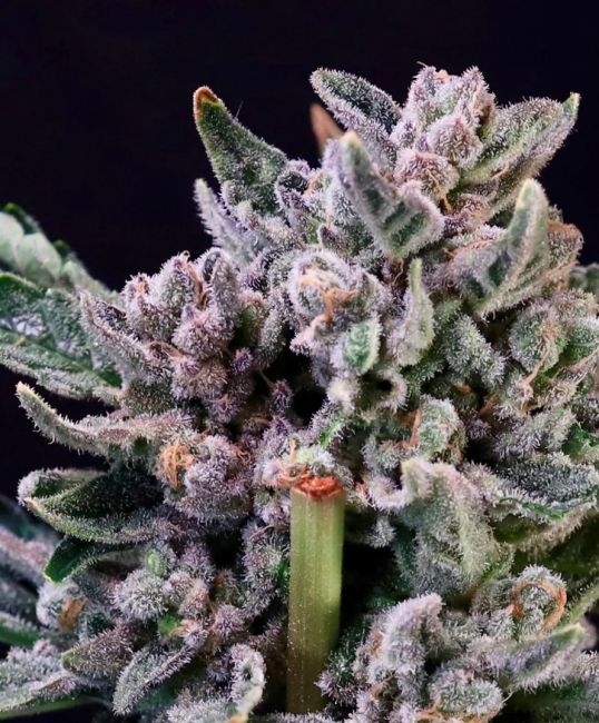 Gelato 41 (Atlas)