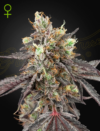 Gelato #41 x Gelato #41 Auto