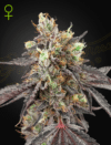 Gelato #41 x Gelato #41 Auto