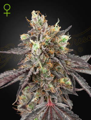 Gelato #41 x Gelato #41 Auto