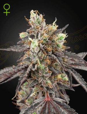 Gelato #41 x Gelato #41 Auto