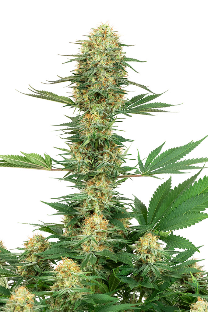 Gelato #420