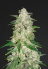 Gelato Auto (FastBuds)