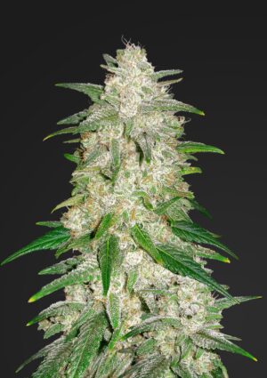 Gelato Auto (FastBuds)