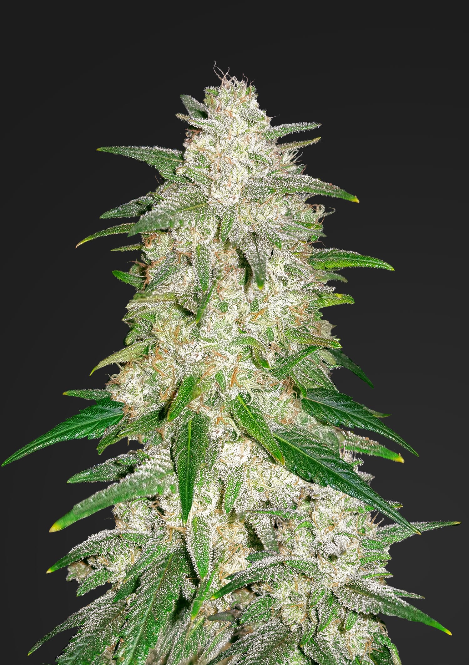 Gelato Auto (FastBuds)