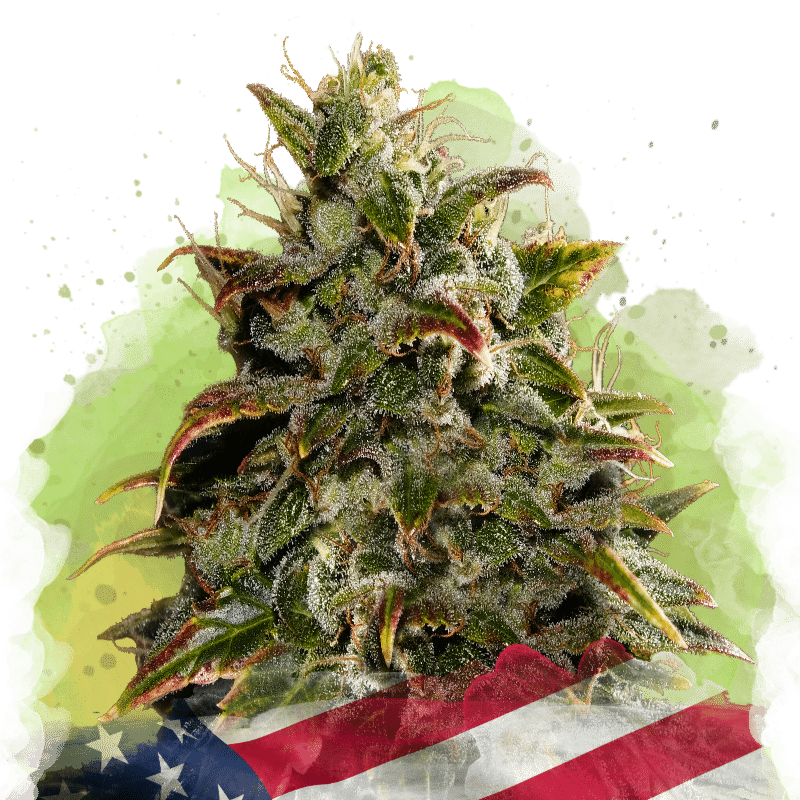 Gelato Auto (Nirvana Seeds)