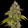 Gelato Auto (Spliff Seeds)