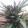 Gelato Cake (Pev Seeds)