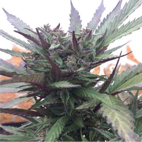 Gelato Cake (Pev Seeds)
