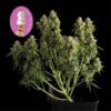 Gelat.OG Auto