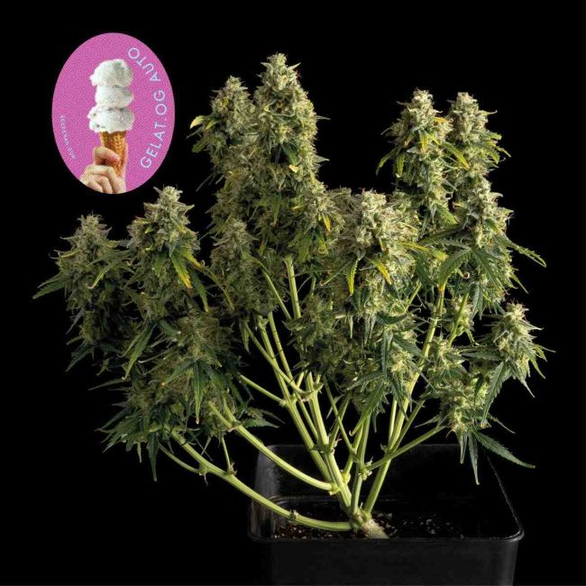 Gelat.OG Auto