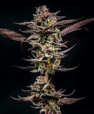Gelato Kiss