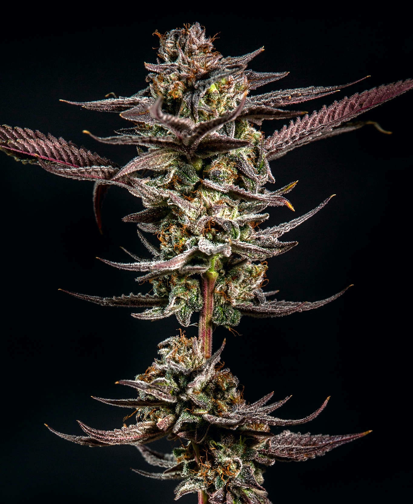 Gelato Kiss