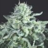 Gelato (Pyramid Seeds)