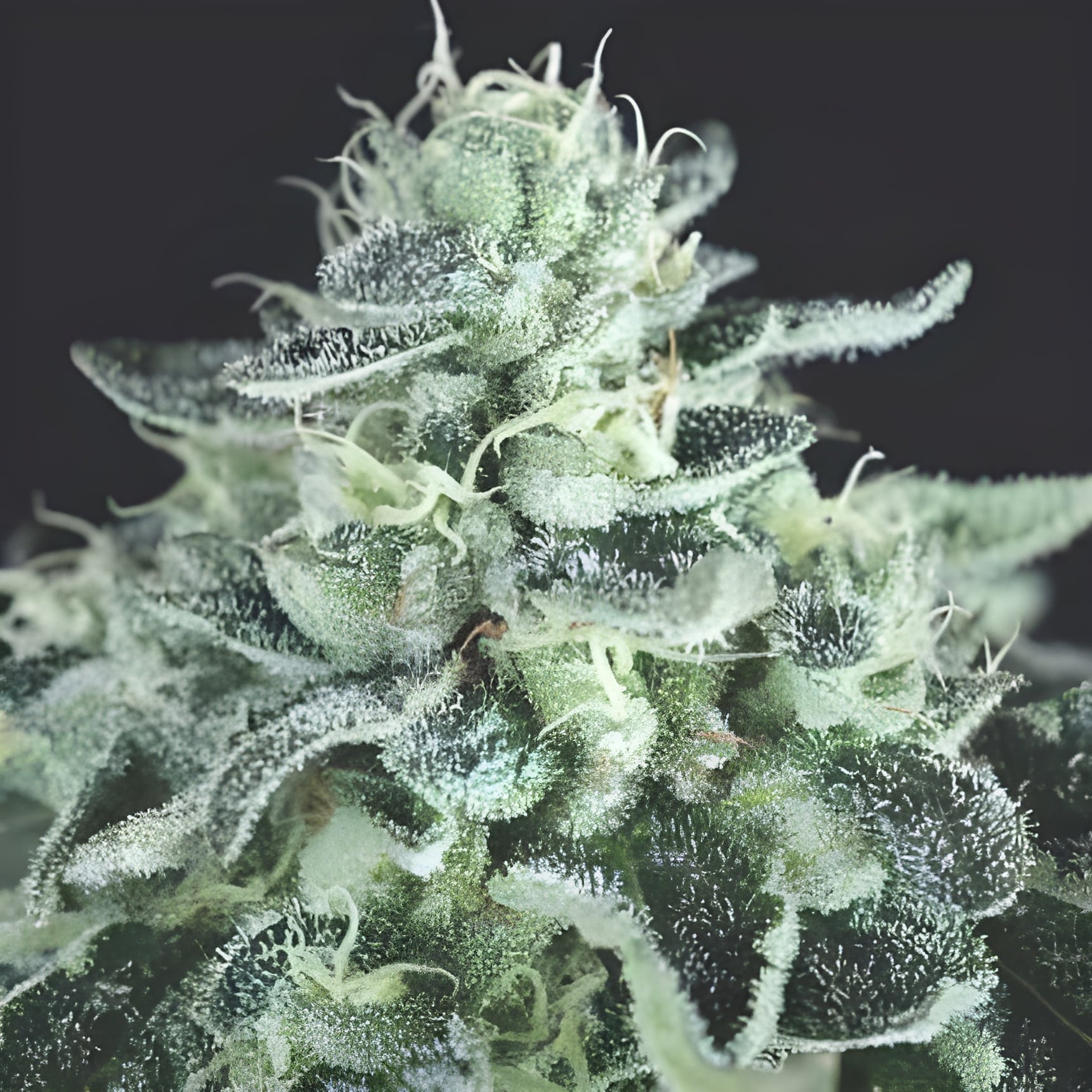 Gelato (Pyramid Seeds)