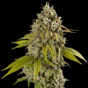 Gelato (Spliff Seeds)