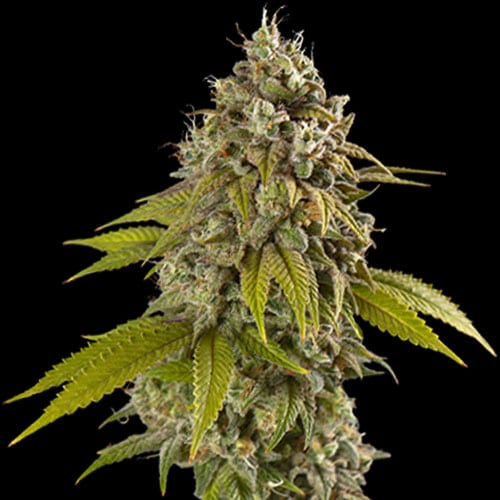 Gelato (Spliff Seeds)